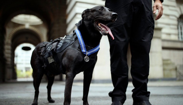 Handler Officer Marshall Mirarchi with US Secret Service dog, Special Operations Canine, Hurricane, as the 10 year old Belgian Malinois  receives a PDSA Order of Merit at the County Hall Hotel in London. PA Photo. Picture date: Friday October 4, 2019. He is the first international animal to receive the honour for protecting the then President, Barack Obama, and First Family from an intruder who attempted to gain access to the White House in 2014.