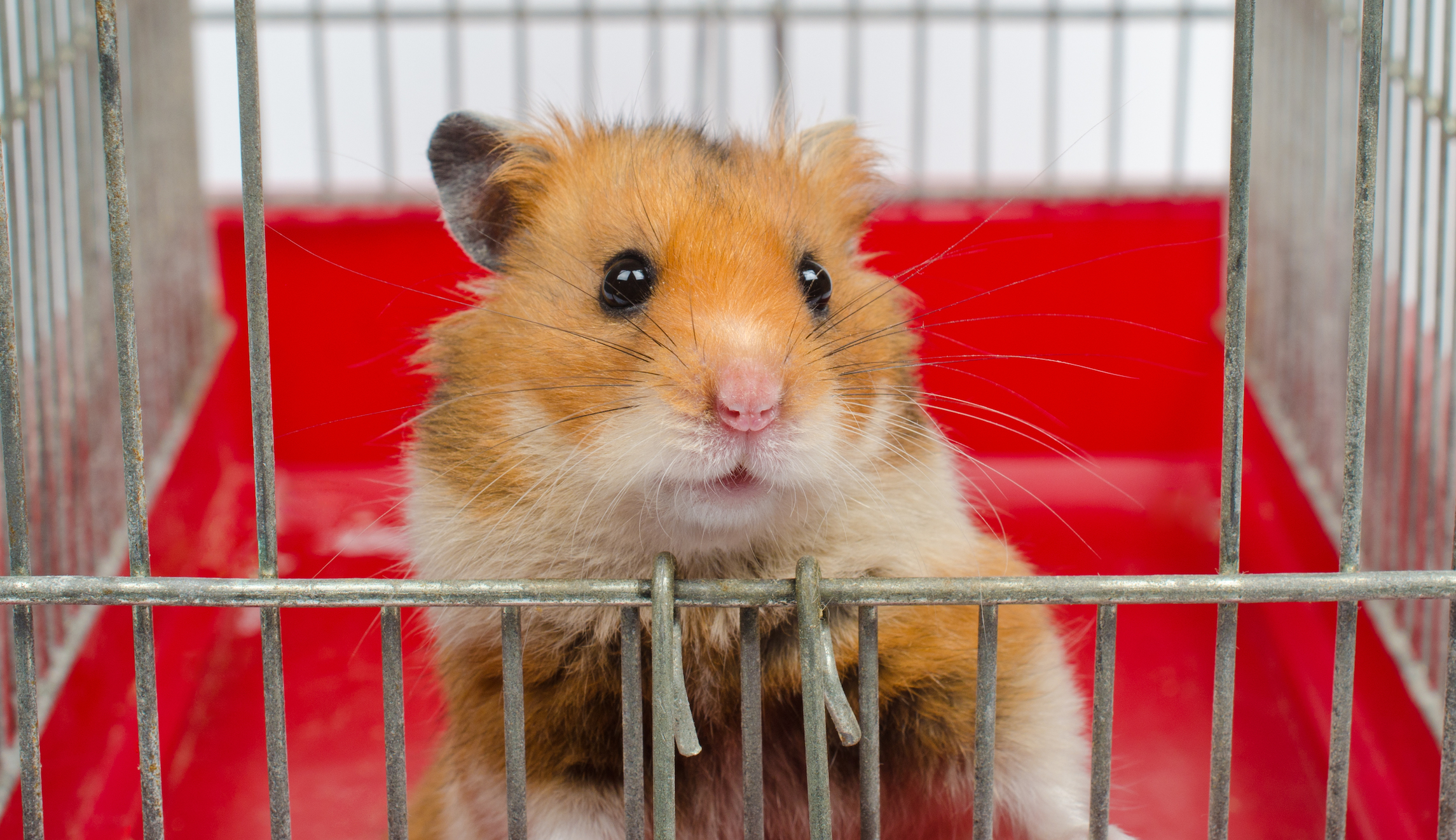 Going ham: Researchers make hamsters aggressive through gene manipulation