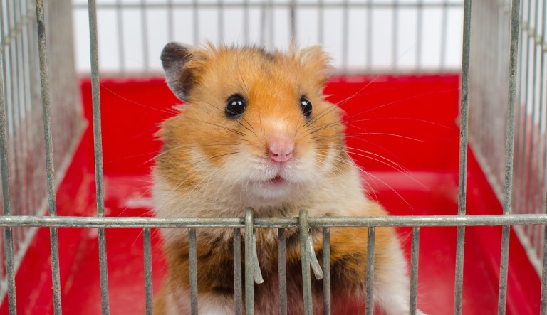 Going ham: Researchers make hamsters aggressive through gene manipulation