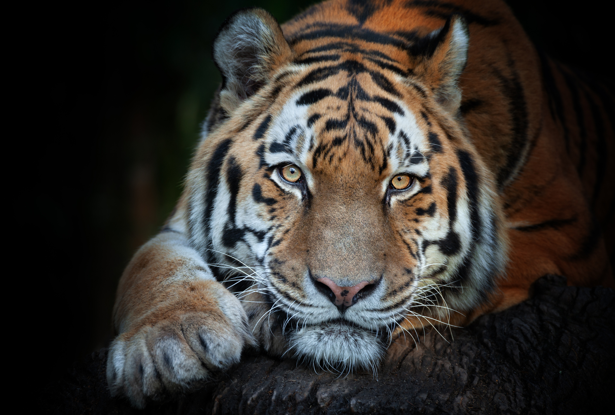 Houston police search for tiger and owner out on bond after murder charge