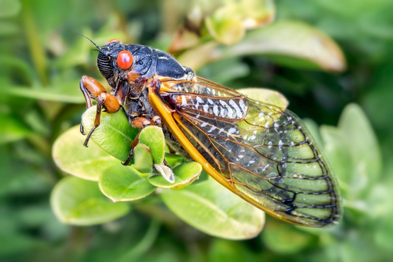 Influx of Brood X cicadas in Washington light up weather radar