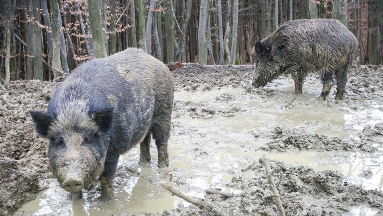 Man’s question about ‘how to kill 30-50 feral hogs’ without a gun goes viral amid mass shooting debate