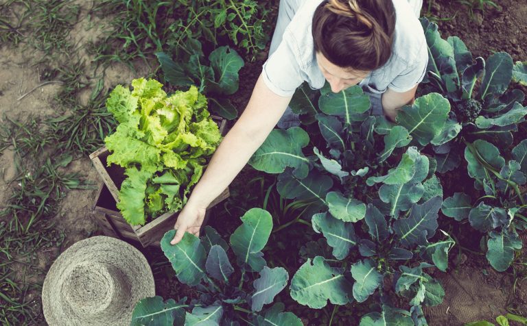 E. coli contaminated lettuce causes first death