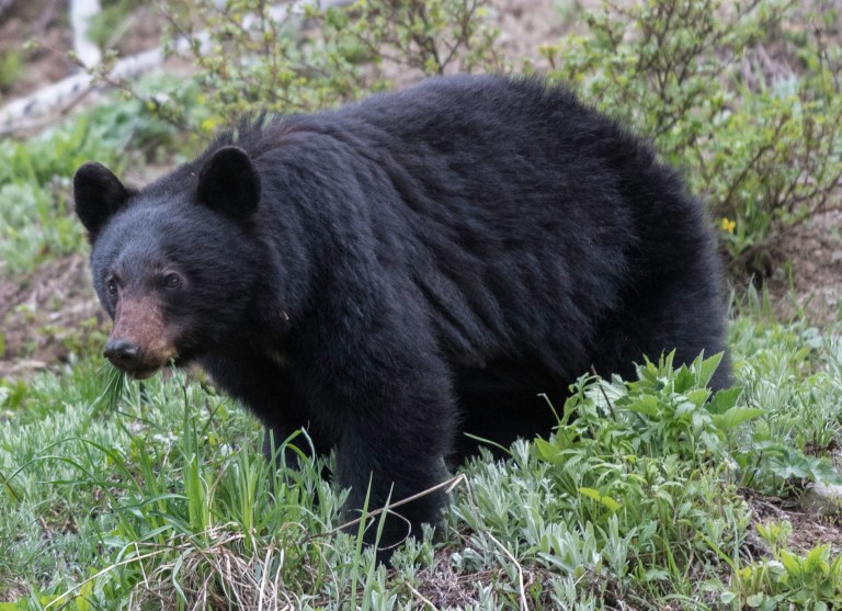 ‘Chewed her up’: Two women suffer serious injuries after black bear attack in Canada