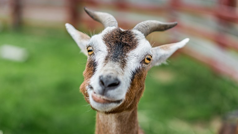 Goats tasked with clearing brush at Ronald Reagan Presidential Library in Southern California