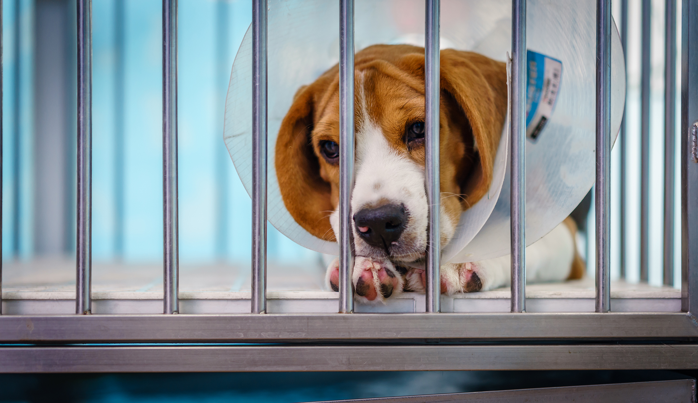 The VA needs to stop experimenting on dogs