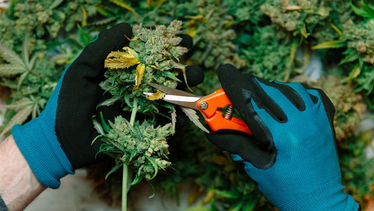 Marijuana stocks explode following rescheduling news