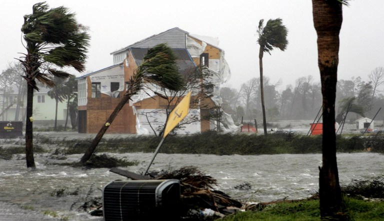 Palm trees are bent from the force of a hurricane.