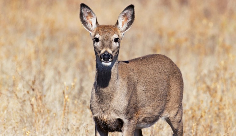 Gaucho ‘cast and blast’