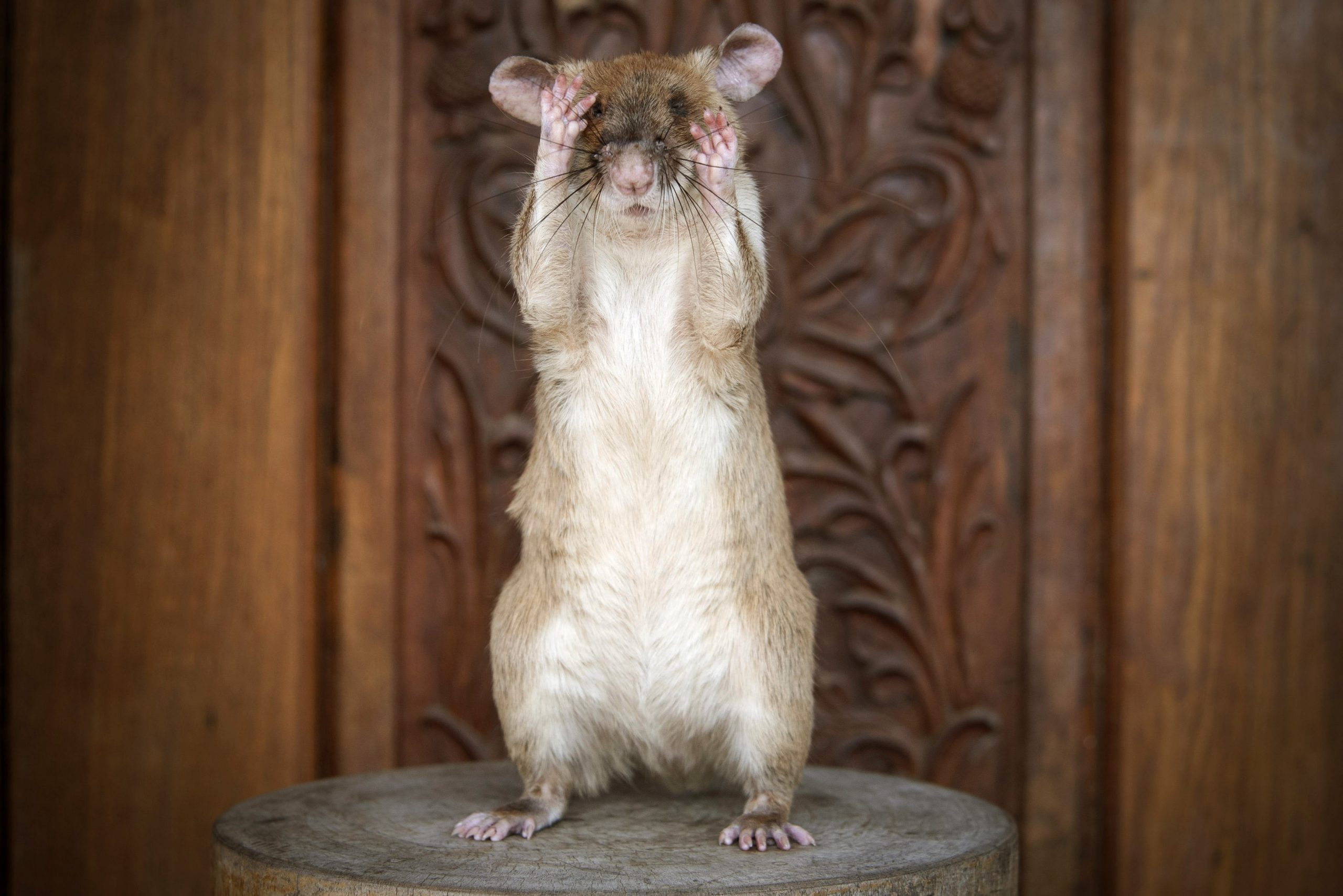 Landmine-sniffing rat retires after five years