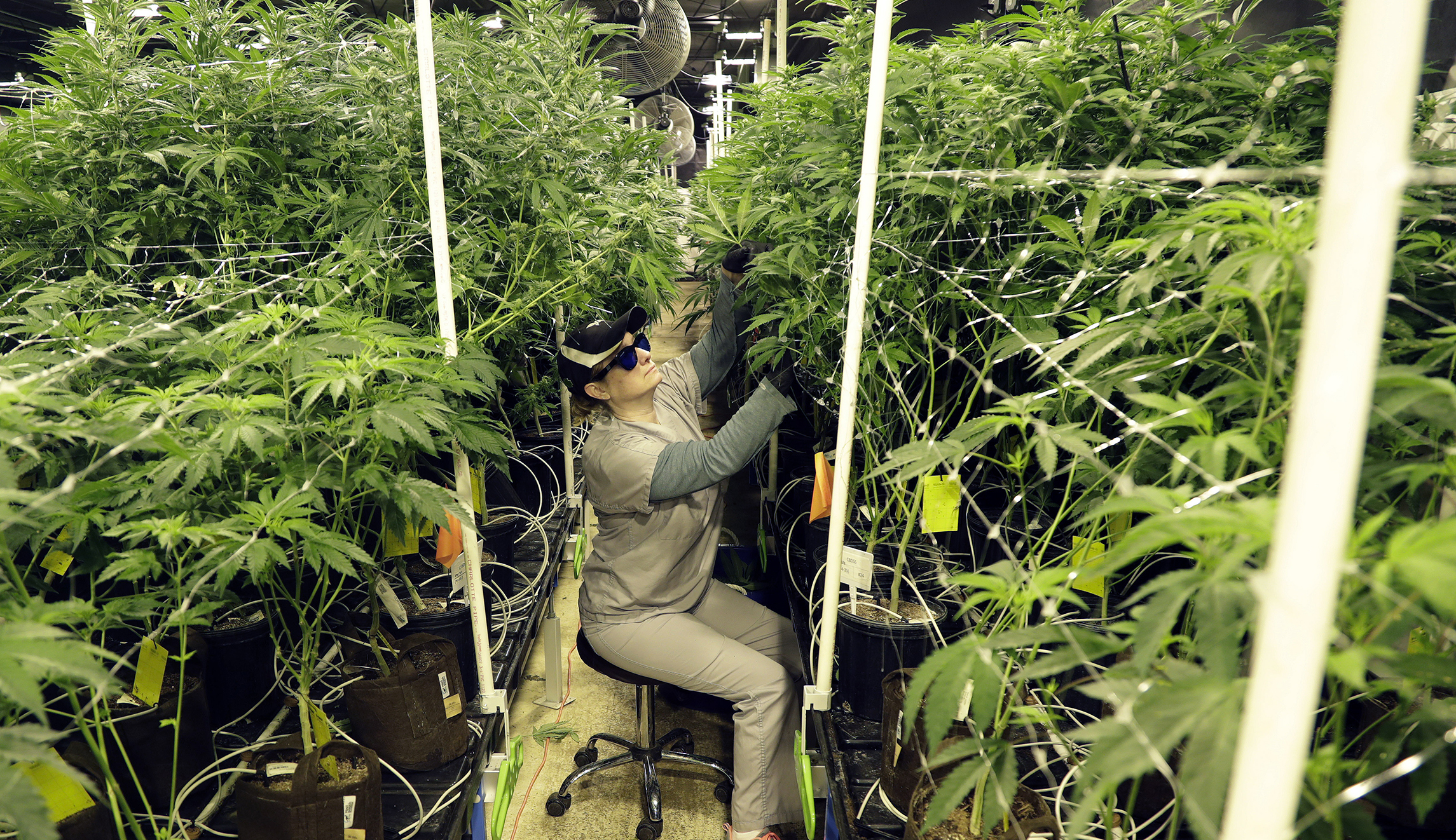 ‘Happy 420’: Democratic lawmaker honors marijuana-based holiday