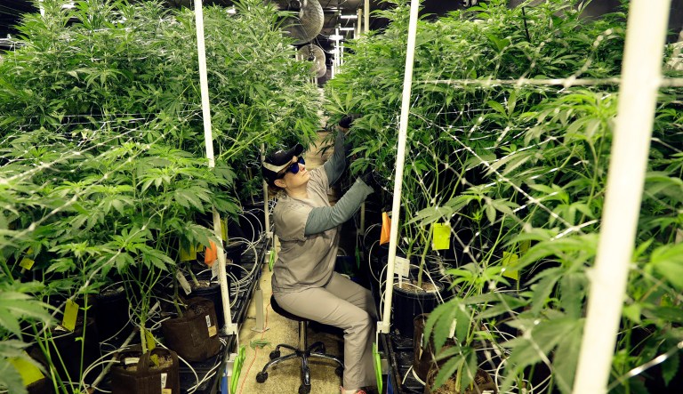 In this Friday, March 22, 2019 photo, Heather Randazzo, a grow employee at Compassionate Care Foundation's medical marijuana dispensary, trims leaves off marijuana plants in the company's grow house in Egg Harbor Township, N.J.