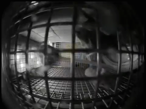 Mice in SPAAAAACE (GIF) - 041619