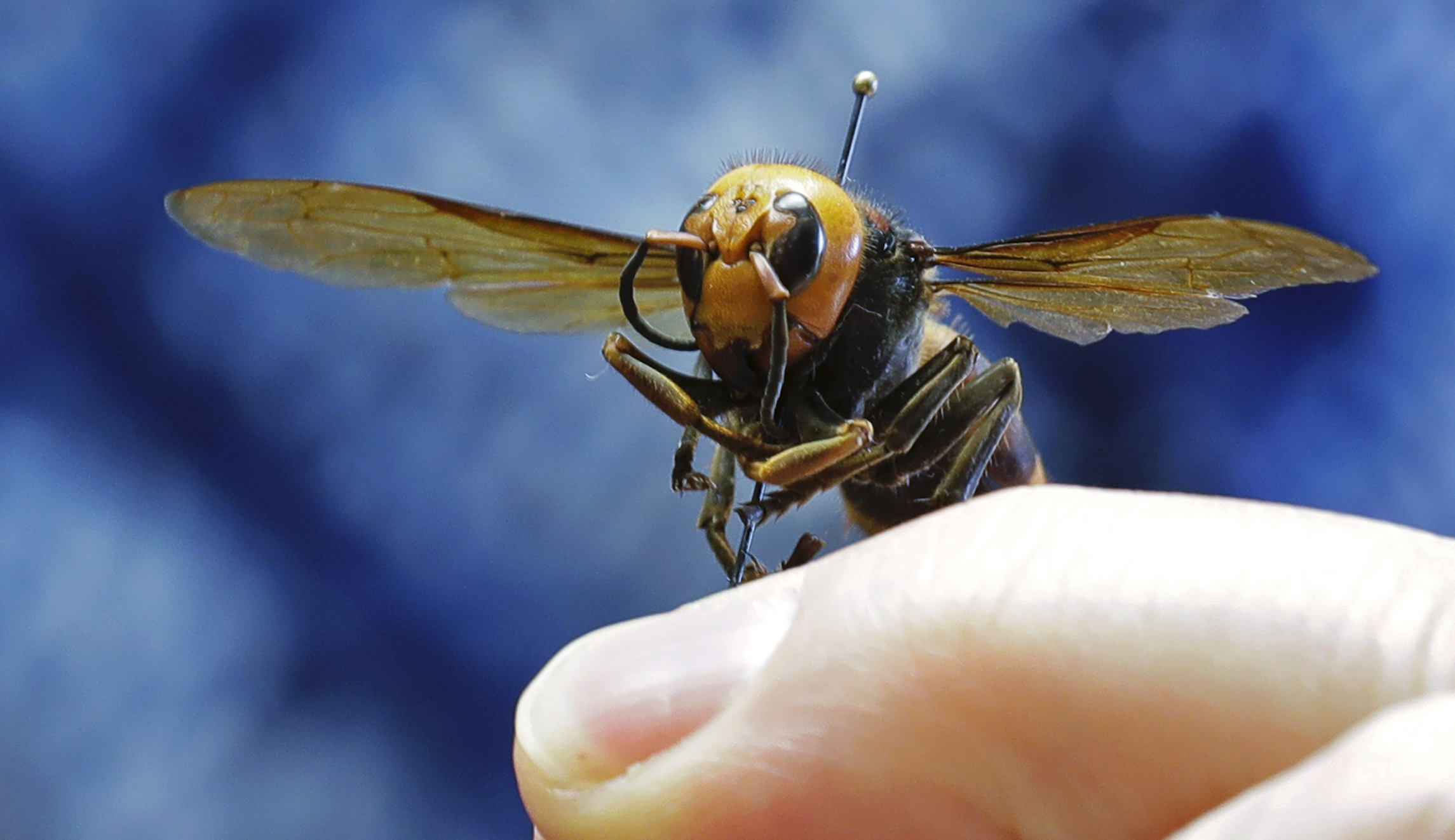 First active ‘murder hornet’ nest found in Washington state