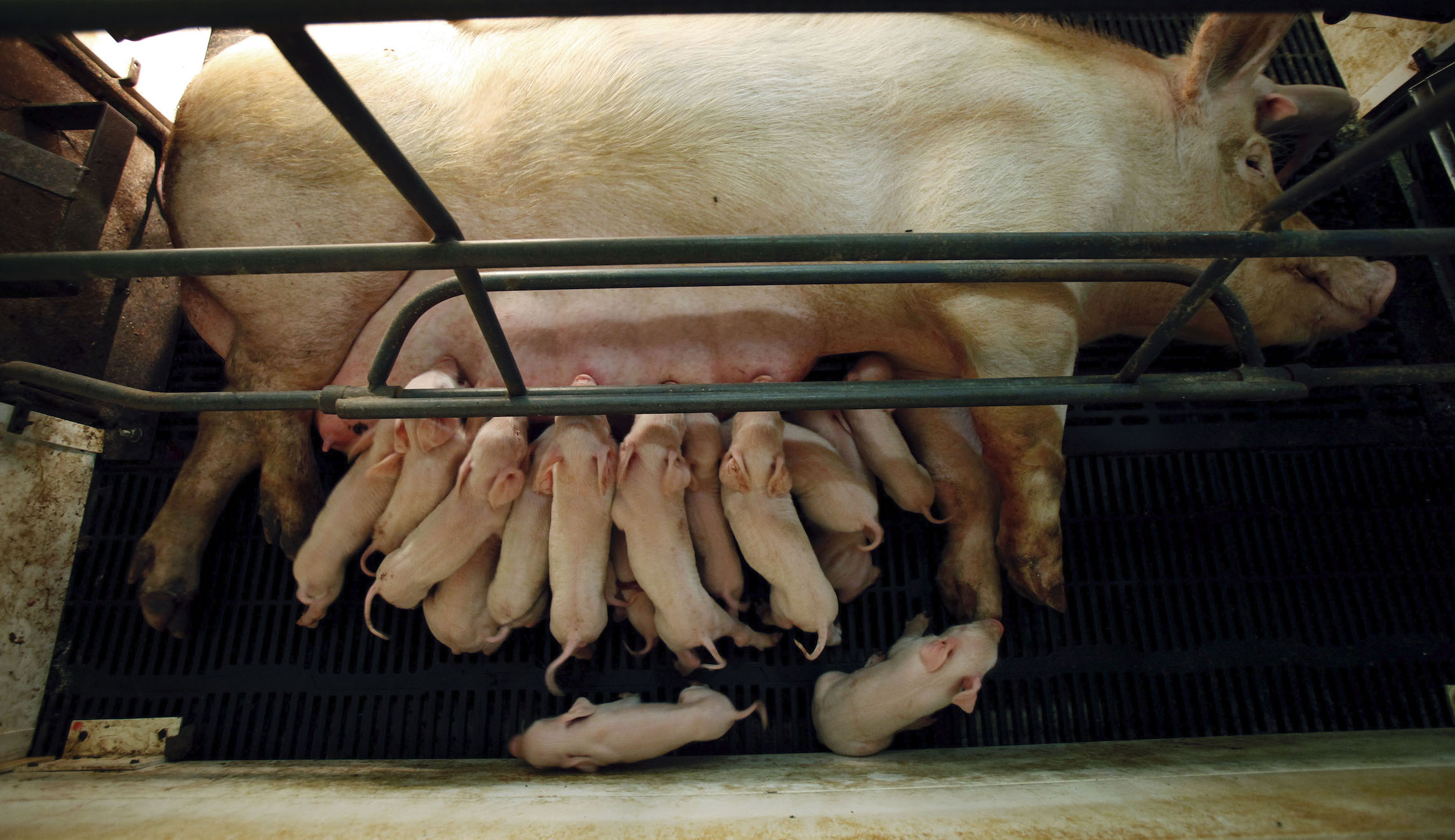 Pork industry wants Supreme Court to fry California animal welfare law