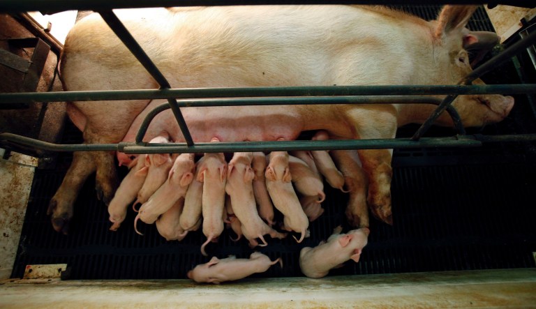 This July 10, 2009 photo shows a sow nursing her piglets in a farrowing crate in an Elite Pork Partnership hog confinement building in Carroll, Iowa.