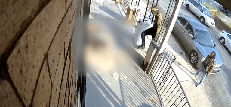 Two boys suspected of siccing dogs on cat surrender to authorities