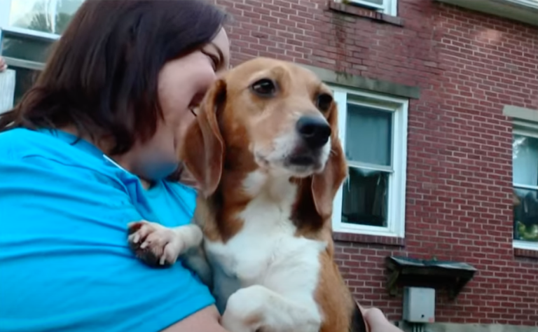 WATCH: Thousands of beagles freed from breeding facility looking for new homes