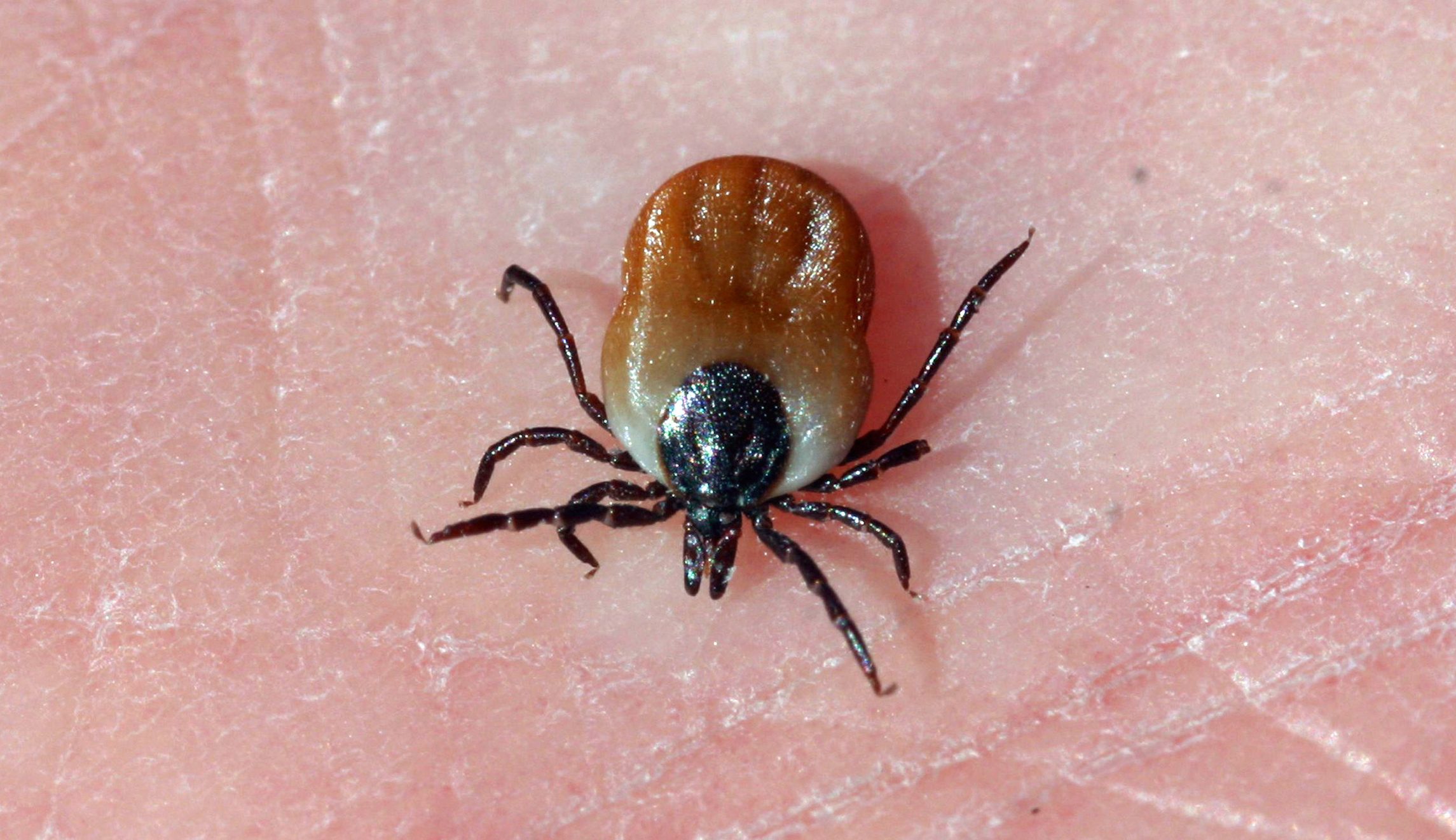 Illinois residents could see an uptick in ticks