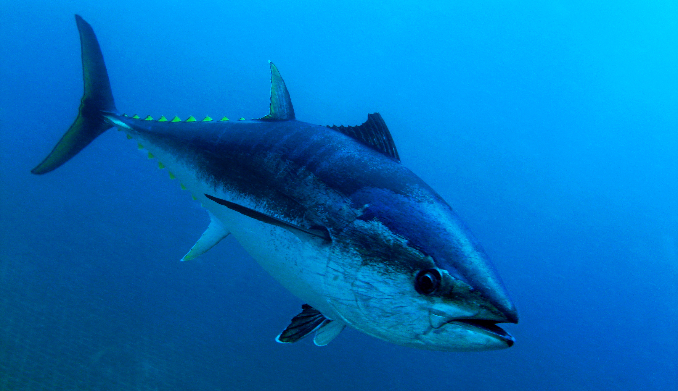 Rhode Island seizes 9-foot tuna from Massachusetts boat