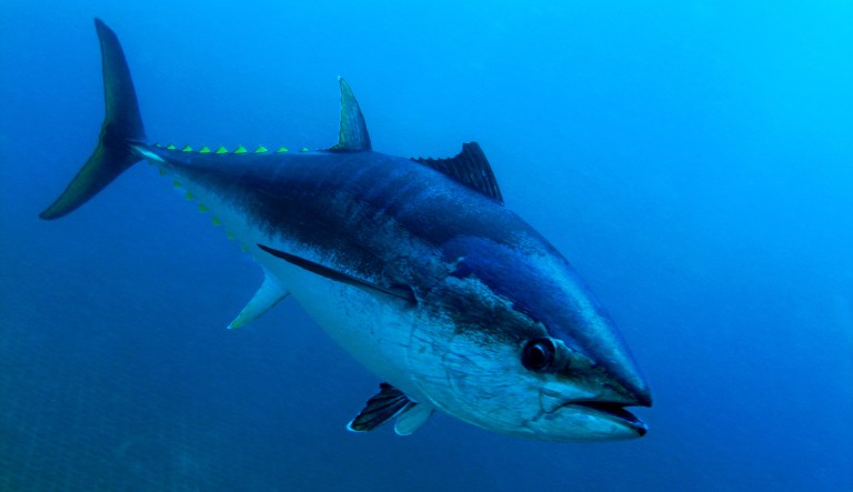 ‘This is the best’: Rare tuna sold for $1.8M