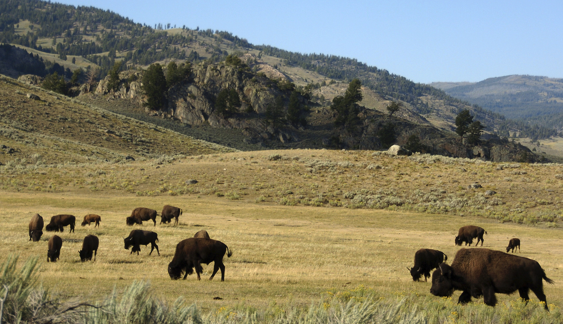 Yellowstone fundraiser offers ‘Inheritance Pass’ good for 2172
