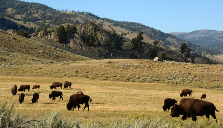 Yellowstone fundraiser offers ‘Inheritance Pass’ good for 2172
