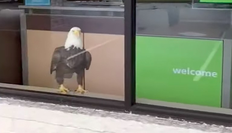 WATCH: National Arboretum’s bald eagles, Mr. President and LOTUS, lay egg
