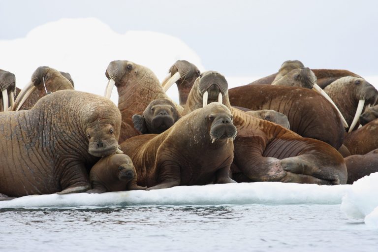 In this July 17, 2012, file photo, adult female walruses rest on an ice flow with young walruses in the Eastern Chukchi Sea, Alaska. (S.A. Sonsthagen/U.S. Geological Survey via AP, File)