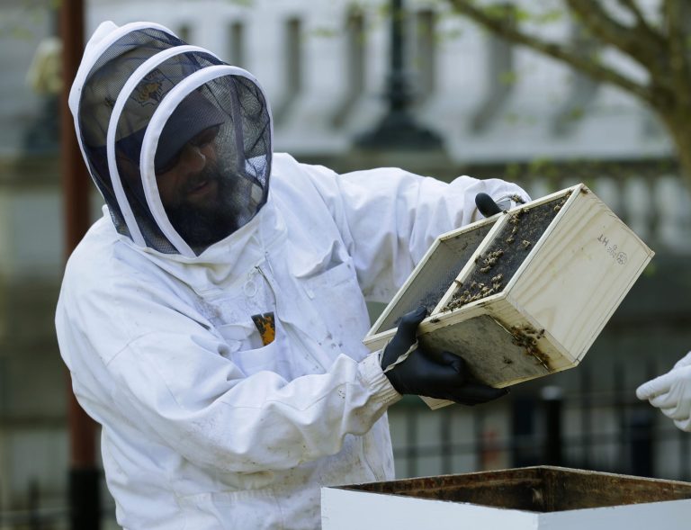 Mark Emrich, a beekeeper with the Olympia Beekeepers Association helps transfer approximately 25,000 honeybees to two hives installed on the lawn of the Governor's mansion, Wednesday, April 20, 2016, at the Capitol In Olympia, Wash. The group hopes to raise public awareness about the decline in bee populations throughout the United States, and how honeybees contribute to Washington's agriculture economy. (AP Photo/Ted S. Warren)