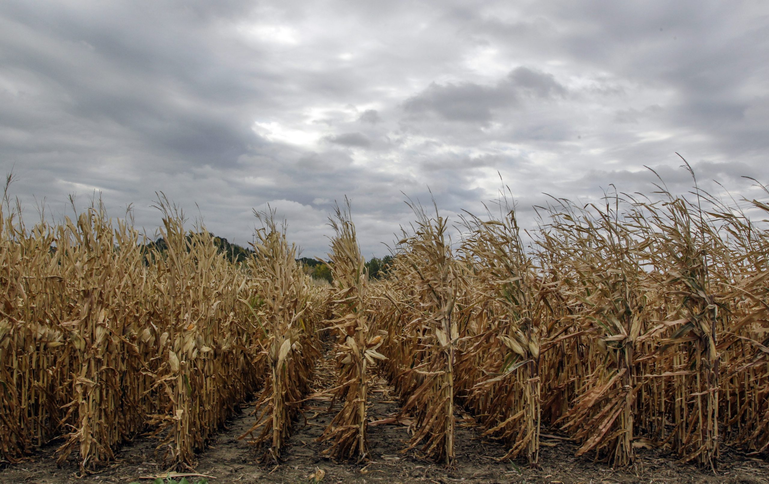 Record crops predicted; farmers market carefully
