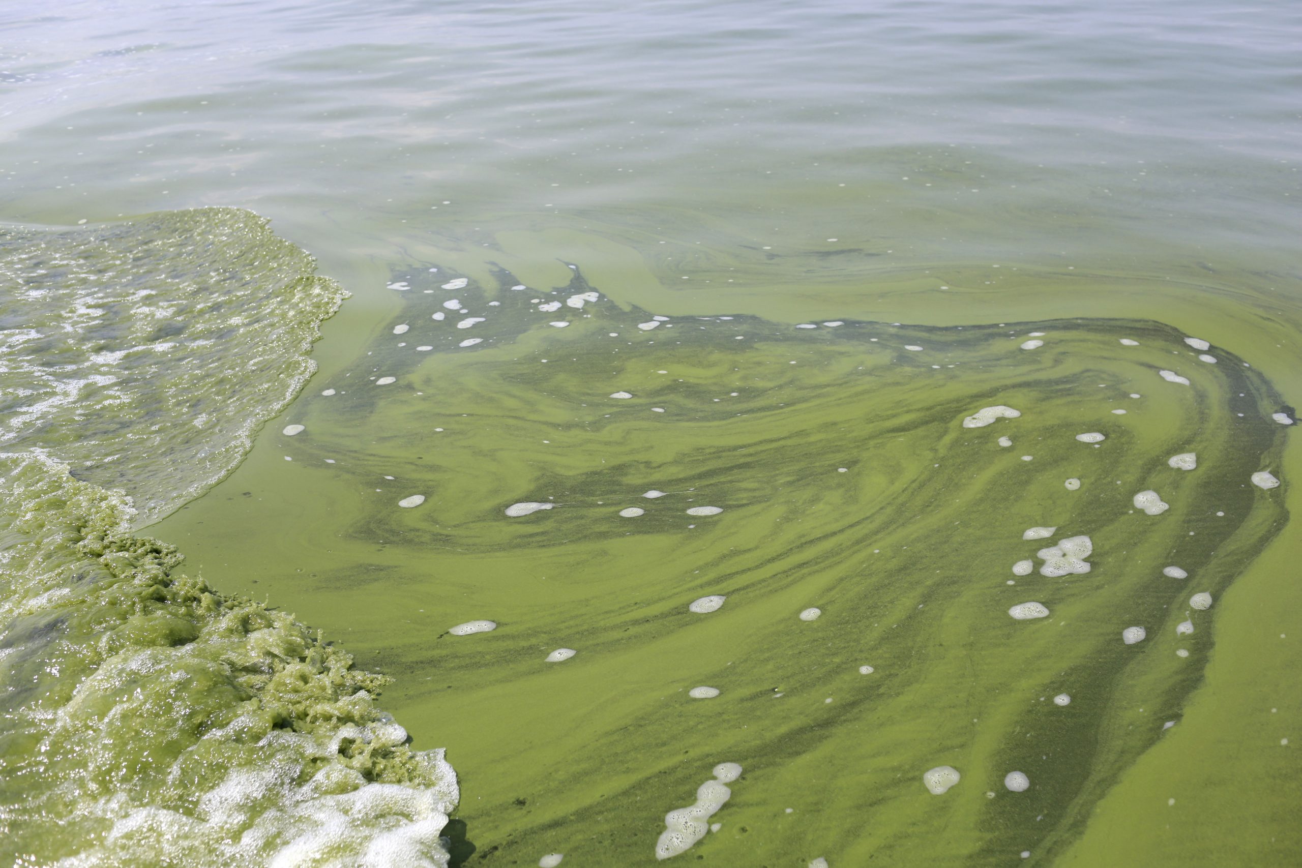 Study: Climate change could cause more toxic algae blooms