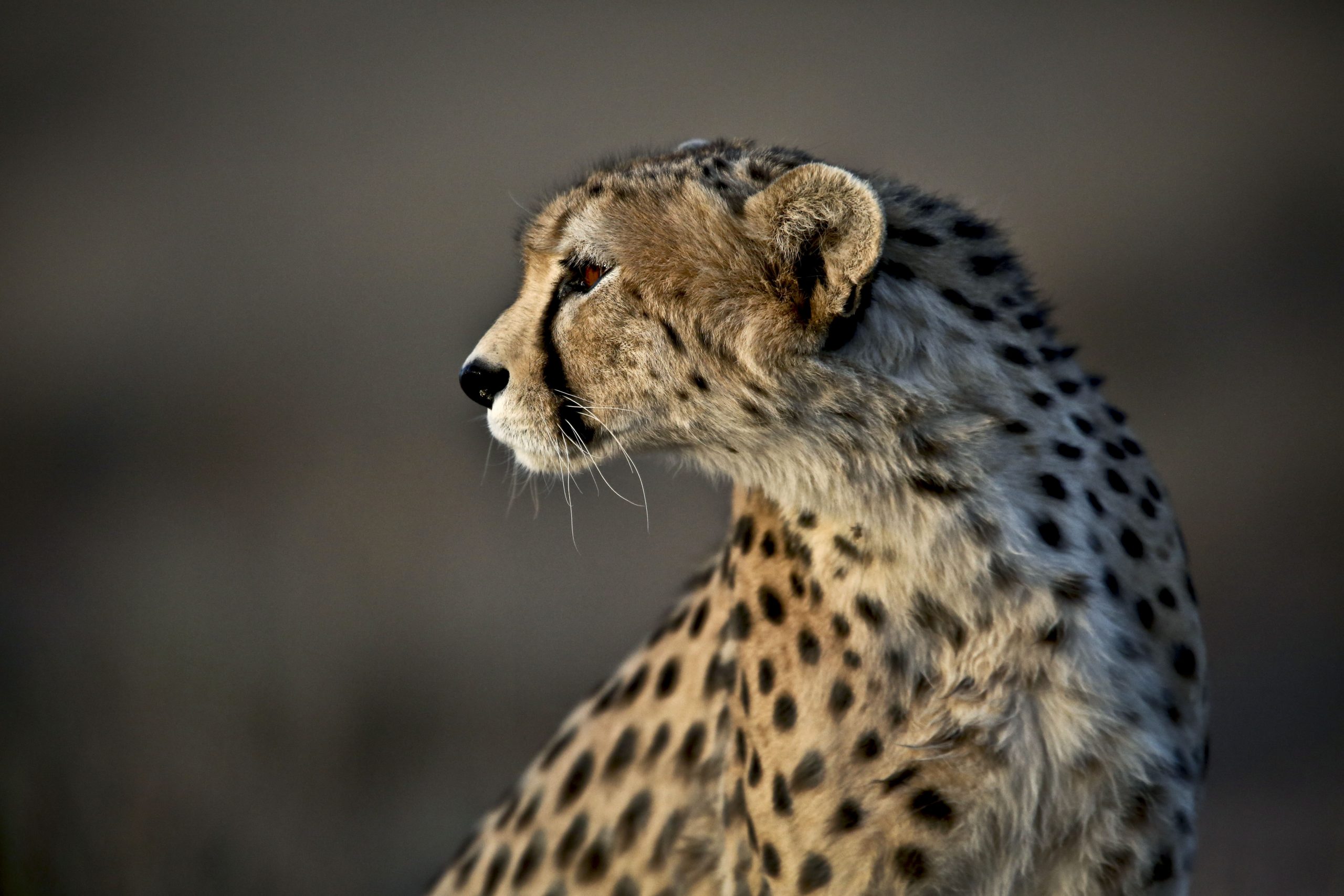 Mideast Iran Asiatic Cheetah