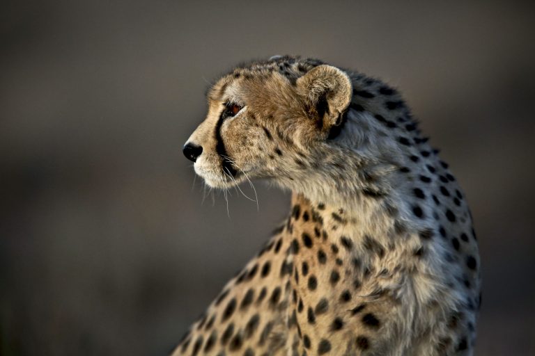 This Monday, May 26, 2014 photo, shows 7-year-old male Asiatic Cheetah, named 'Koushki,' at the Miandasht Wildlife Refuge in Jajarm, northeastern Iran. Iran is conducting a campaign to rescue the Asiatic Cheetah which has disappeared across south and central asia except fewer than 100 remaining in Iran. (AP Photo/Vahid Salemi)