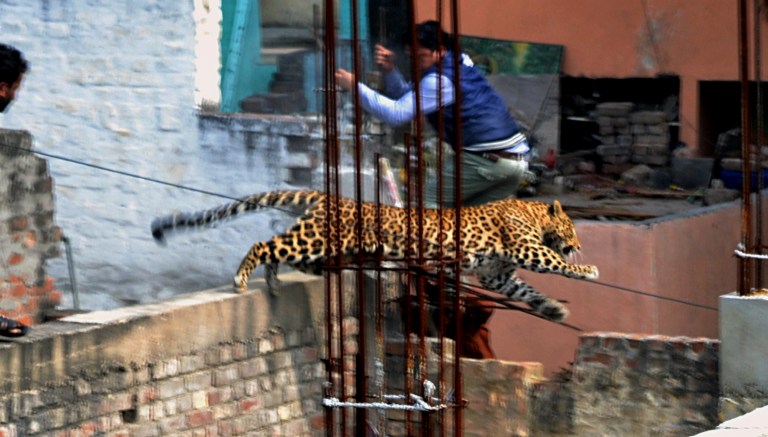 In this Sunday, Feb. 23, 2014 photo, an Indian man moves out of the way of a leopard in the northern Indian city of Meerut, India. Forestry officials and police armed with tranquilizer darts searched for a leopard that injured six people in the northern Indian city, creating panic and driving people indoors, police said Tuesday. (AP Photo)