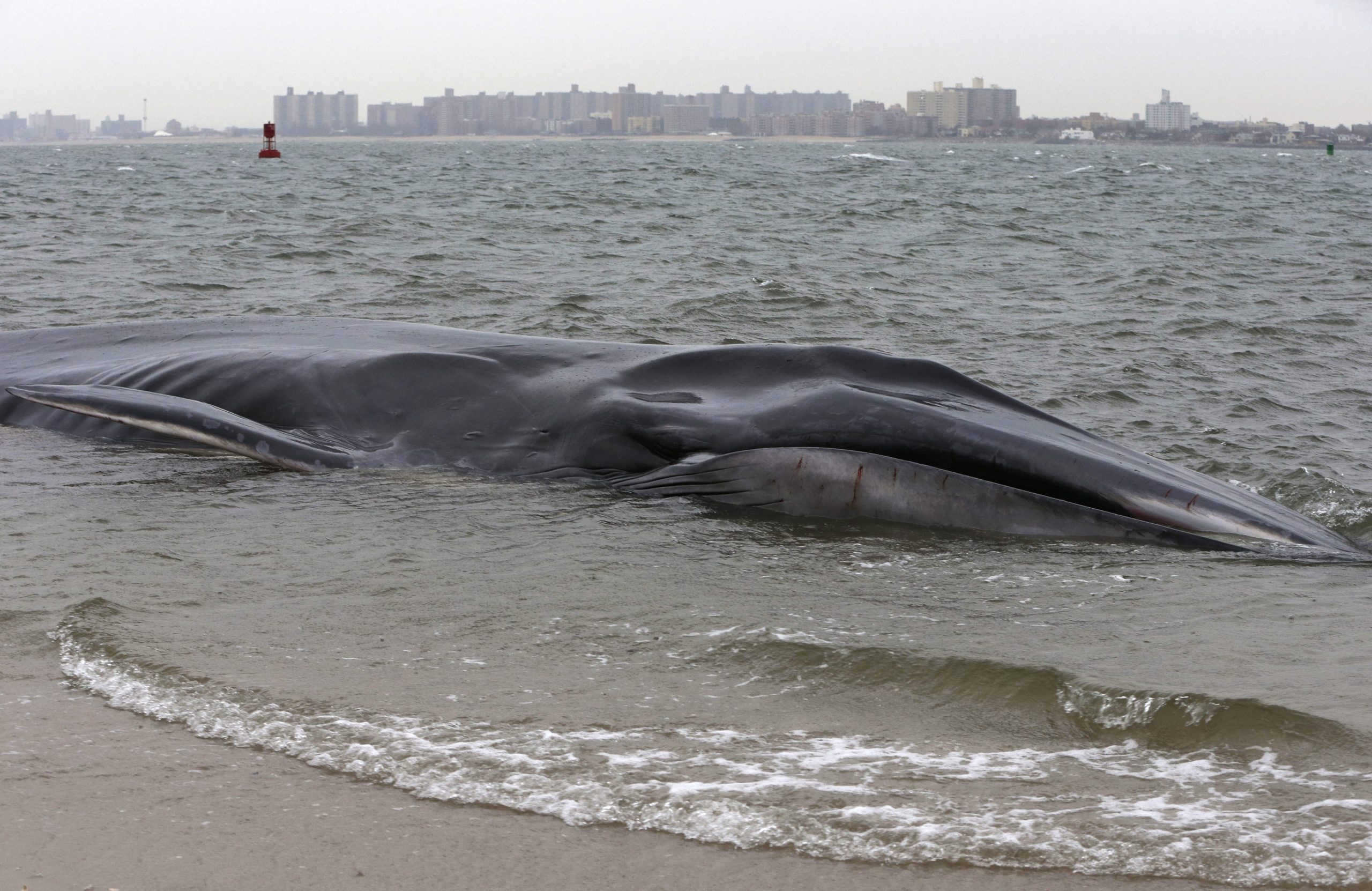 Maine Legislature joins legal fight over whale protection rules