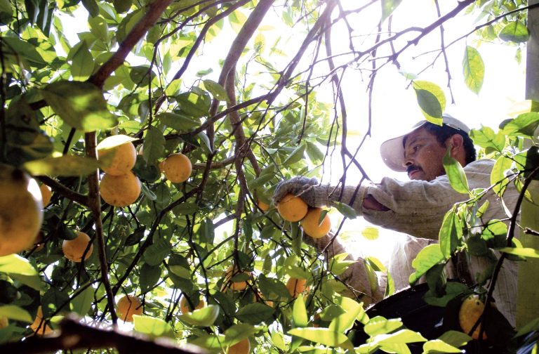 A migrant worker picks oranges at a grove March 29, 2006 in Bradenton, Florida. (Phillippe Diederich/Getty Images)