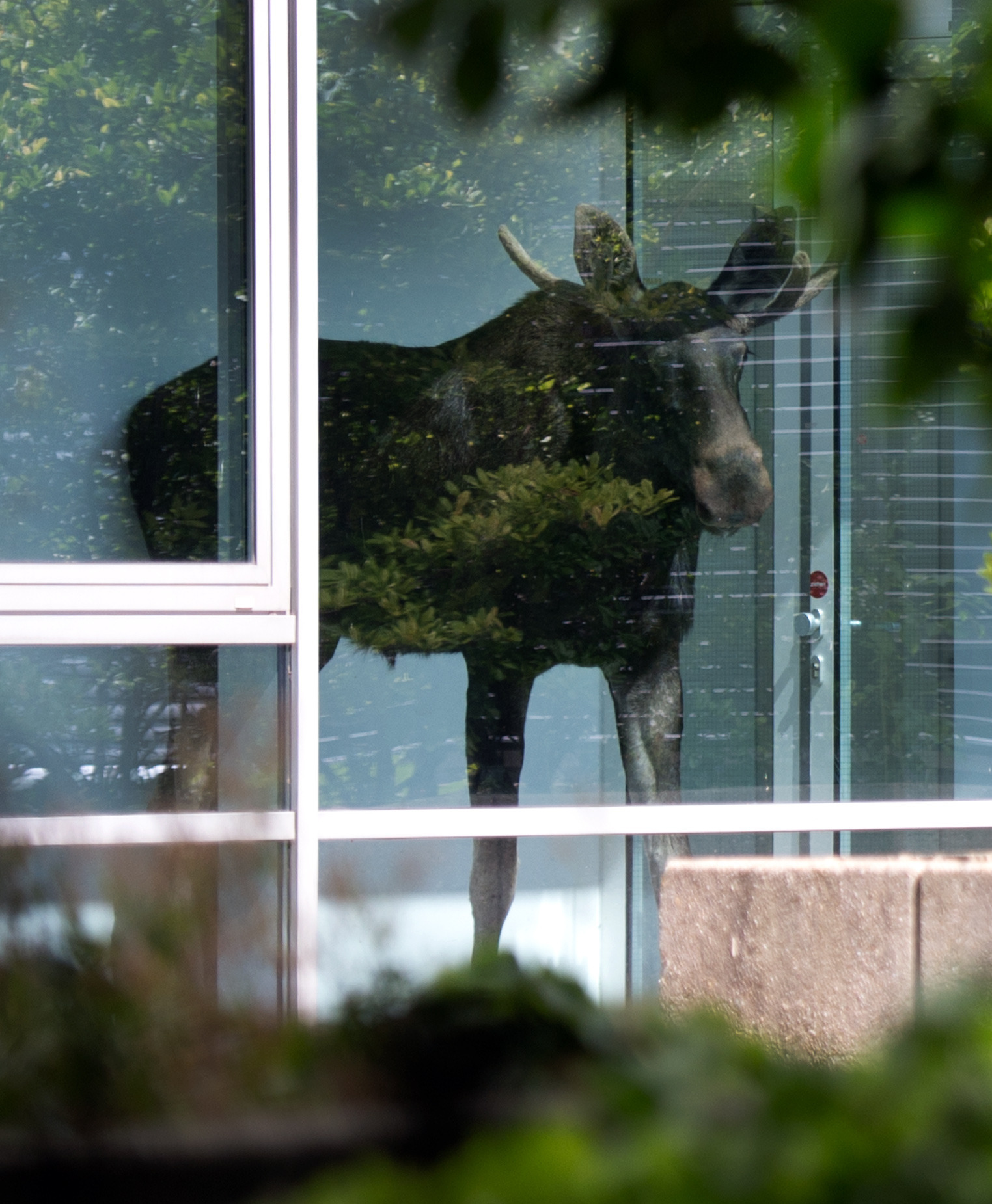 Moose shows up at German office canteen