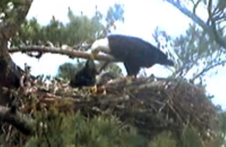 An adult bald eagle, center, feeding a young eaglet Wednesday afternoon in a nest at an undisclosed location along coastal Maine. Webcast viewers saw another eaglet in the nest die over the weekend, when it seemed the parents had abandoned the nest. Erynn Call, state raptor specialist, said the death was a common occurrence in nature and is representative of what happens in other nests. She said it is the state's policy not to intervene. (AP Photo/Biodiversity Research Institute)