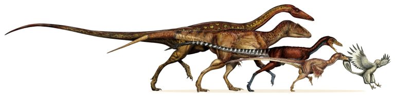This undated artist rendering provided by the journal Science shows the dinosaur lineage which evolved into birds shrank in body size continuously for 50 million years. From left are, the ancestral neotheropod, the ancestral tetanuran, the ancestral coelurosaur, the ancestral paravian and Archaeopteryx. Scientists have mapped how one group of dinosaurs evolved from the likes of the fearsome Tyrannosaurus rex and primitive Herrerasaurus to the welcome robin and cute hummingbird. The surprisingly steady shrinking and elegant evolution of some Triassic dinosaurs is detailed in the journal Science on Thursday. Comparing fossils of 120 different species and 1,500 skeletal features, especially leg bones, researchers constructed a detailed family tree of theropod dinosaurs. That suborder of dinos survives to this day as birds, however unrecognizable and improbable it sounds. (AP Photo/Davide Bonnadonna, Science)