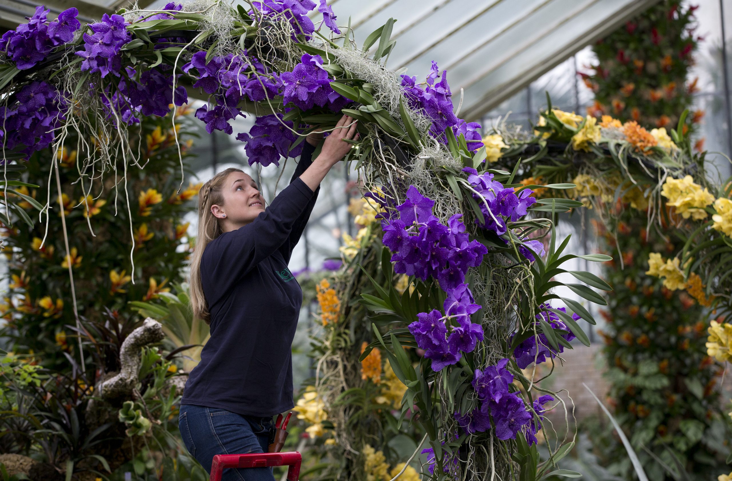 British orchid display provides hint of spring