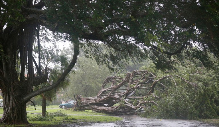A large tree blocks a residential street as Hurricane Irma passes by, Sunday, Sept. 10, 2017, in Coral Gables, Fla. (AP Photo/Wilfredo Lee)