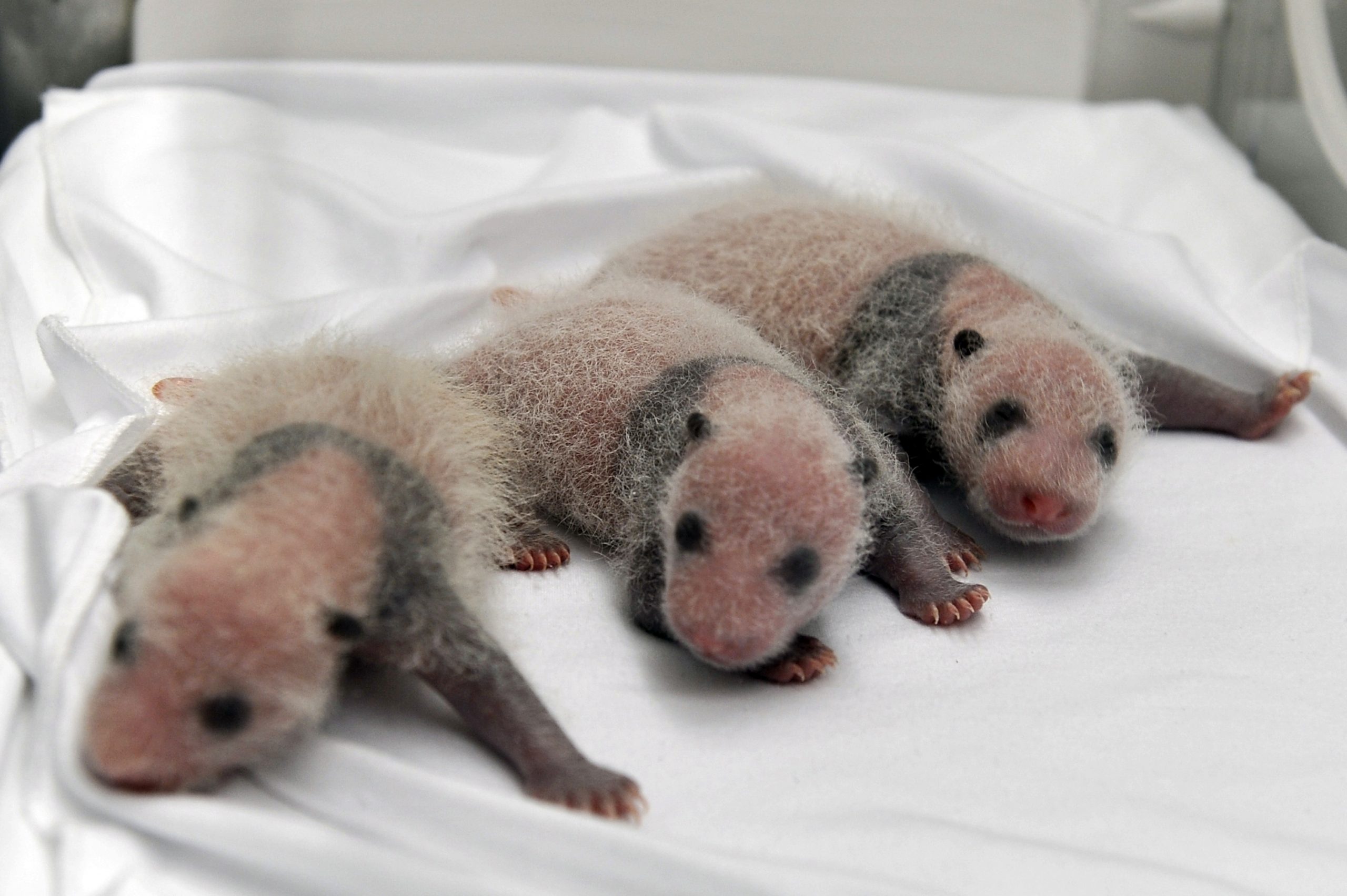 China announces birth of rare panda triplets
