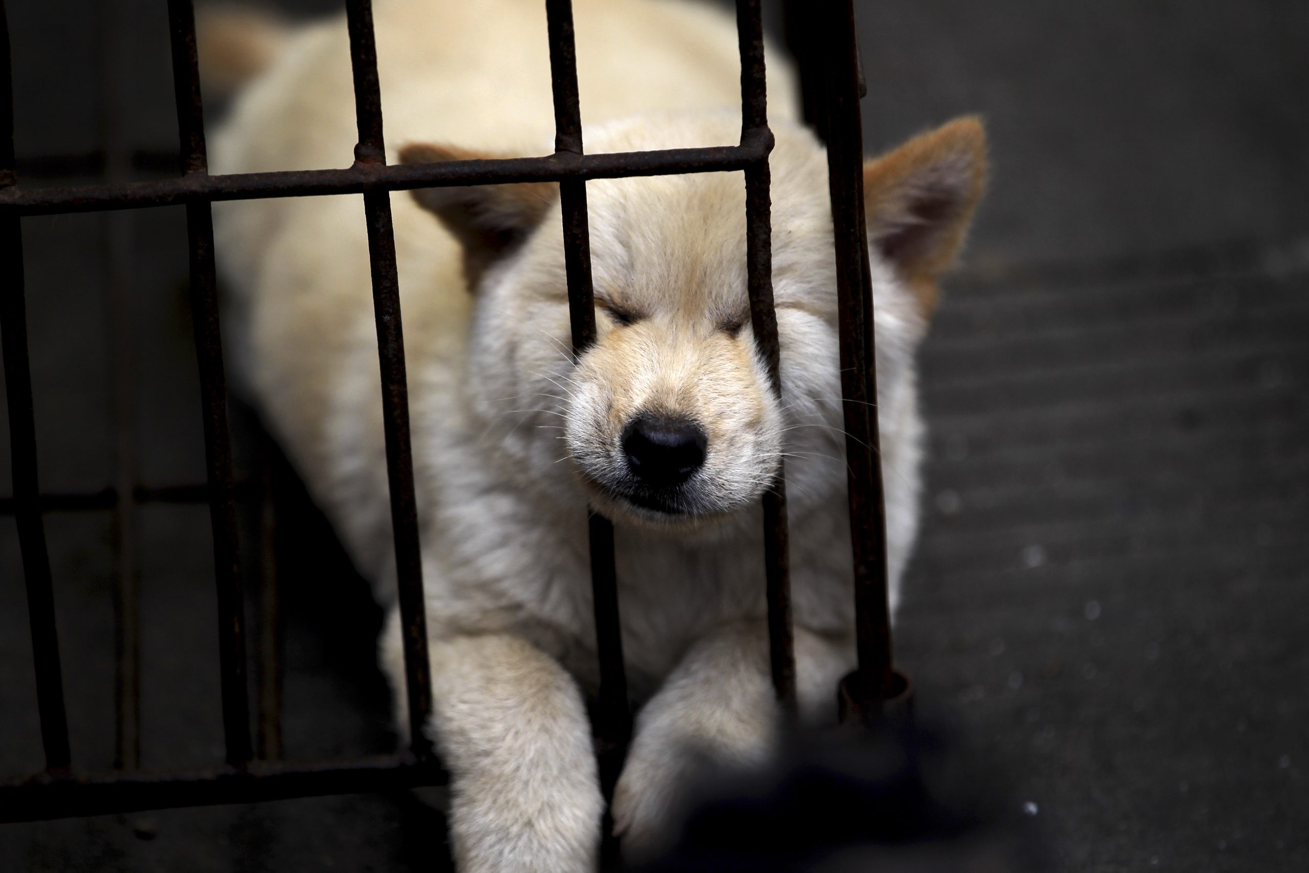 China dog-eaters dodge activists with early feast