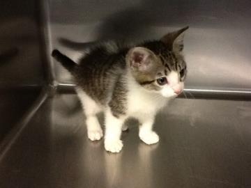 Washington Humane Society seeks info about kitten theft