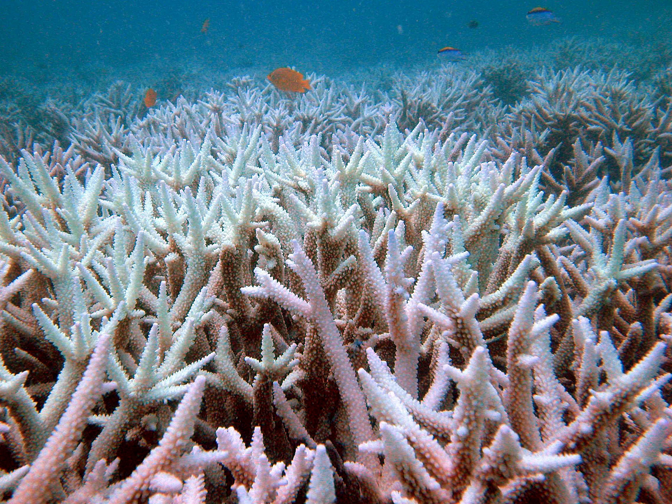 Barrier Reef won’t be called endangered for now