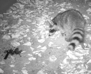 Buildings kill 1 billion birds