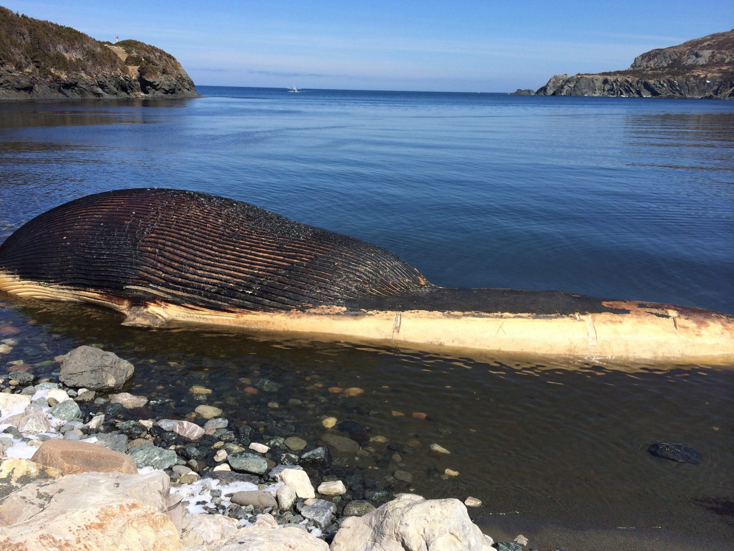 Beached dead whale stinks up town in Newfoundland