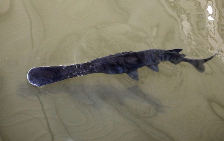 A paddlefish swims in the recovery tank after being implanted with a radio transmitter at the Tishomingo National Fish Hatchery in Tishomingo, Okla., Wednesday, Feb. 19, 2014. (AP Photo/Sue Ogrocki)