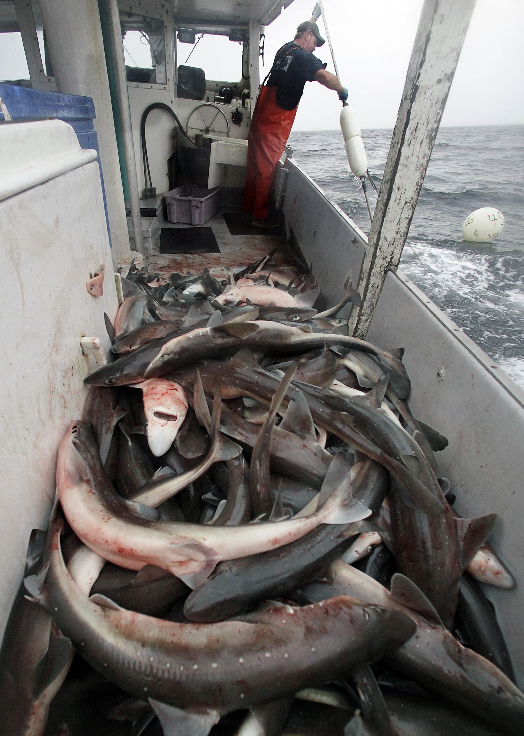 Dogfish remain abundant off of Maine, East Coast